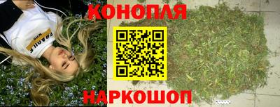 стаф Гай